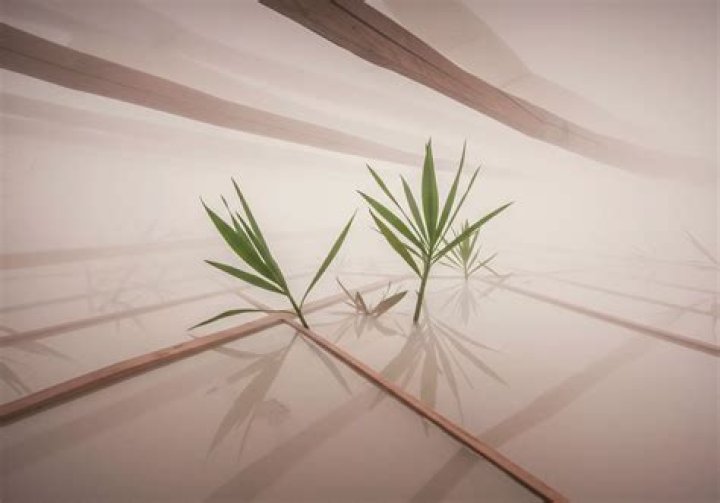 Understanding the Impact of Will Smith's Death