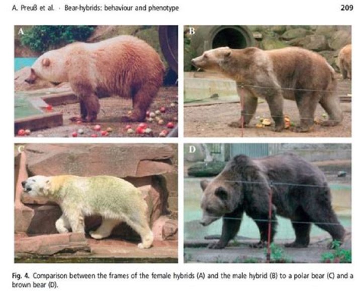 Understanding the Polar Grizzly Hybrid: A Unique Intersection of Species