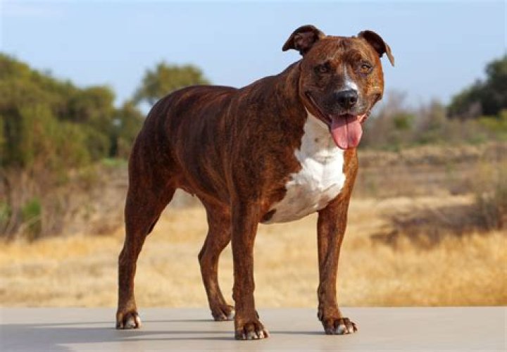 Unveiling the Life of a Pitbull Wife: Love, Loyalty, and Living with Passion
